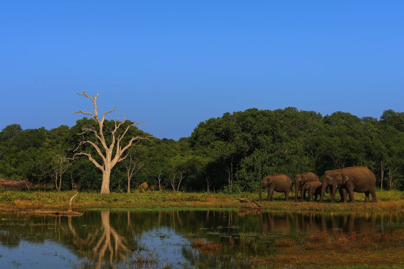 Yala waterhole with elephants and lone tree