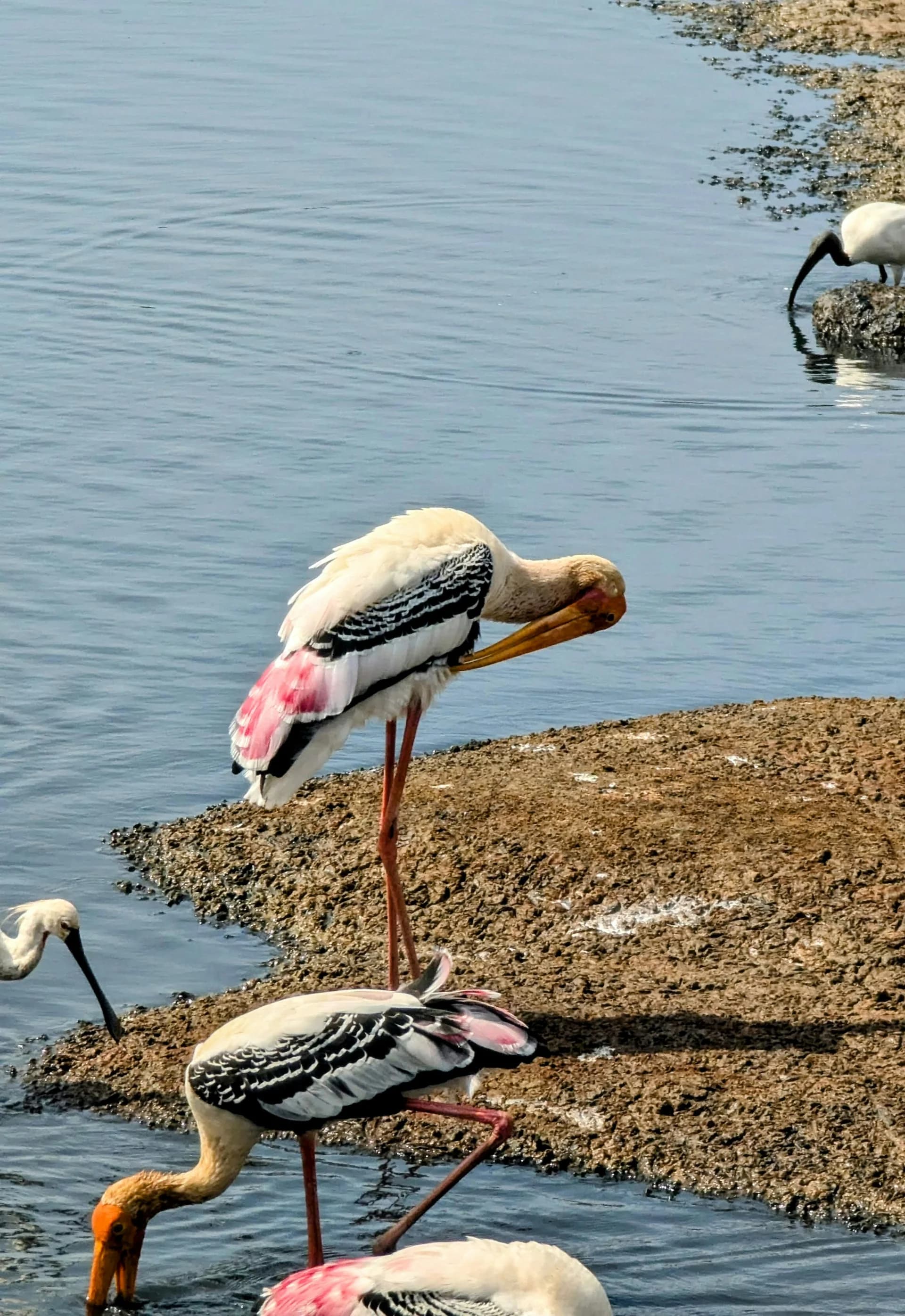 Explore tours at Yala